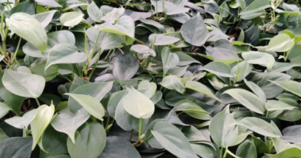 Close-up of a dense bed of lush green oxycardium plant foliage, showing the heart-shaped leaves of the Philodendron hederaceum.