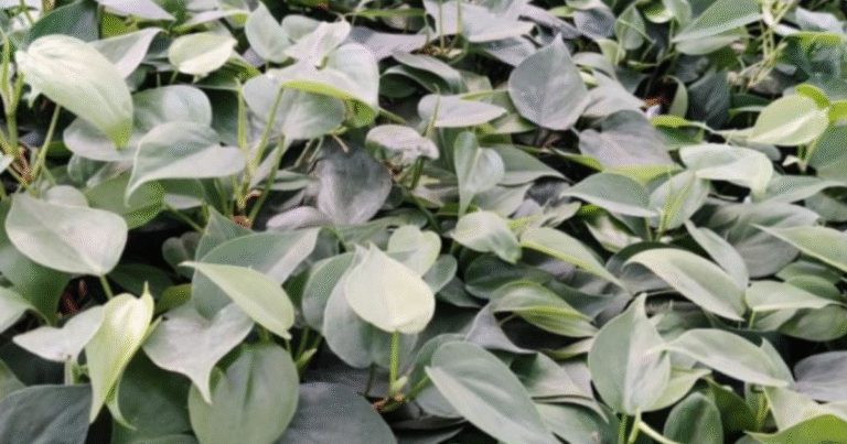 How to grow & style the oxycardium plant