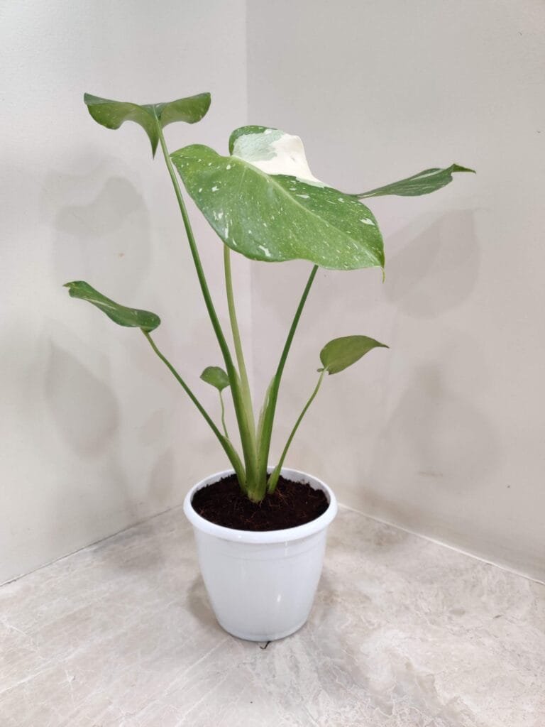 Monstera Albo with striking variegated leaves in a decorative white planter