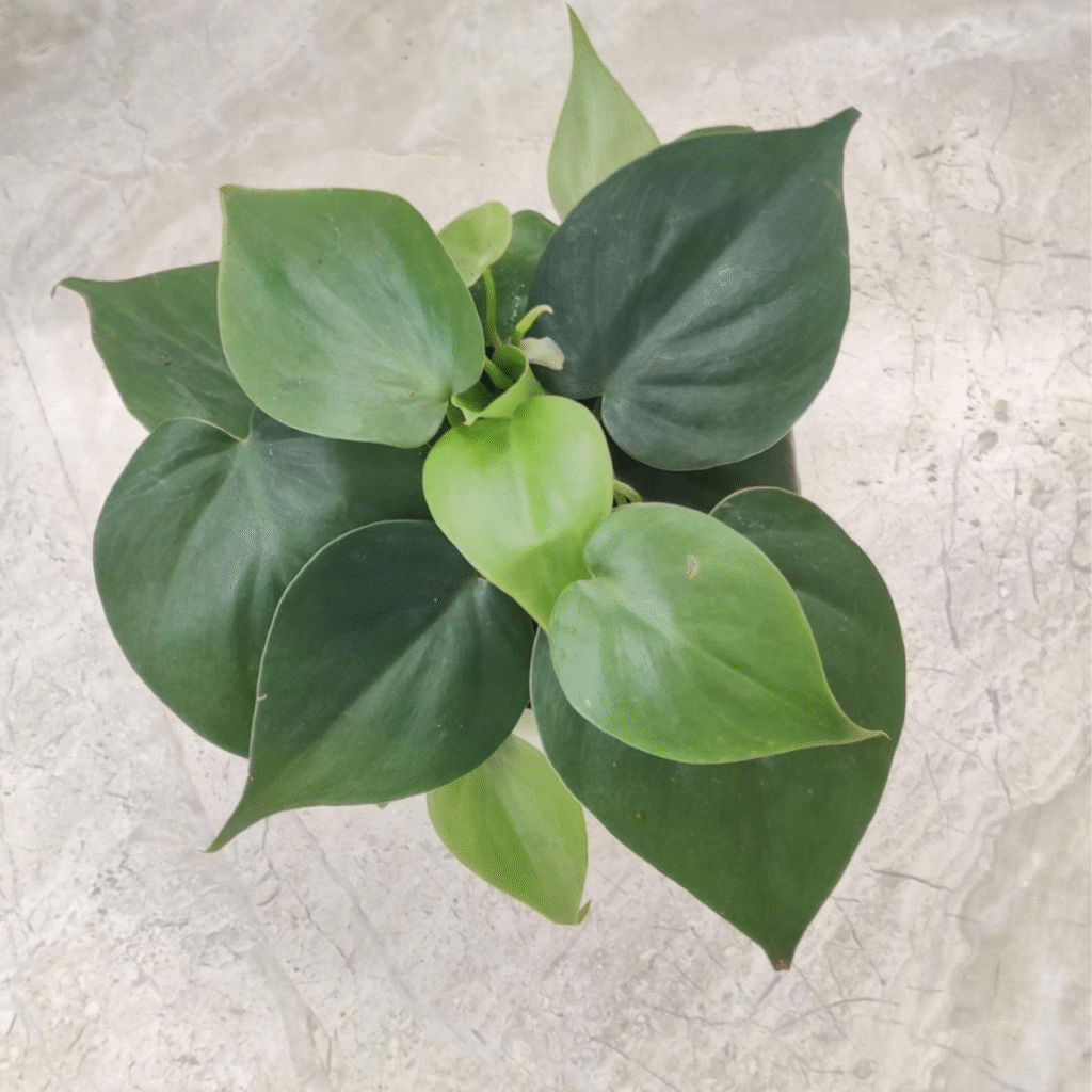 Overhead view of a vibrant green oxycardium plant (Philodendron hederaceum) with heart-shaped leaves, set against a light marble background.