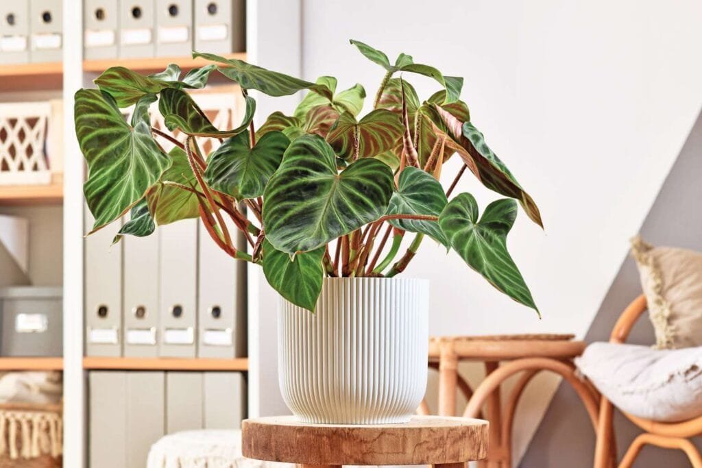 Philodendron verrucosum with velvety heart-shaped leaves, lime veins and burgundy back