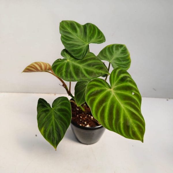Philodendron verrucosum plant with heart-shaped velvet green leaves and red undersides in a black pot