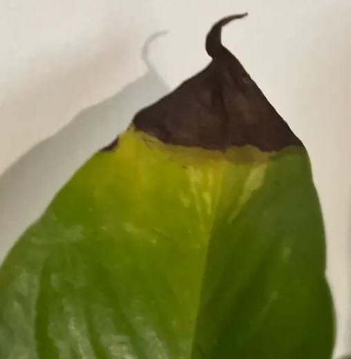 A close-up photograph of a pothos plant leaf with a brown tip, a common symptom of overwatering or low humidity.
