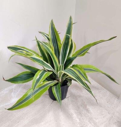A lush, potted Dracaena plant with striking green and yellow variegated leaves, ideal for indoor home or office decor.