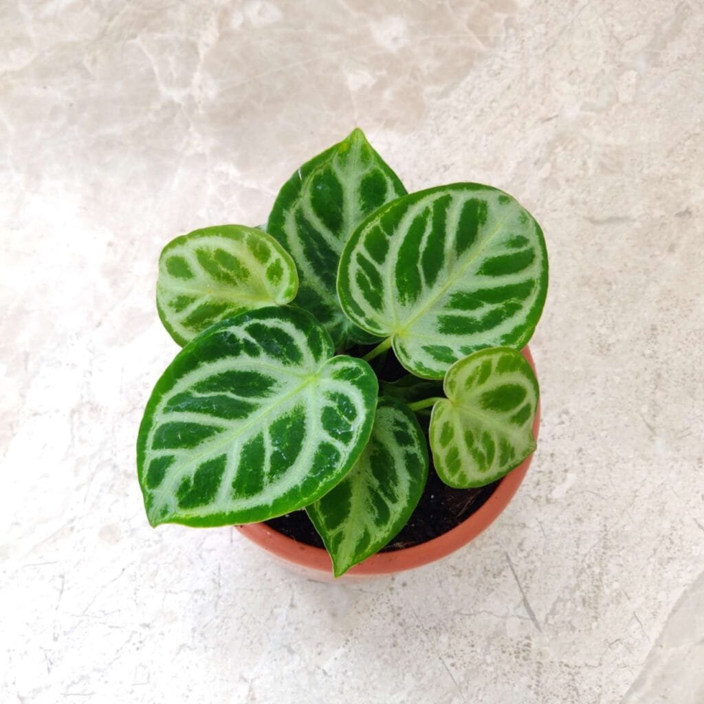 Rare tropical Anthurium Silver Blush houseplant showing heart-shaped silver-veined foliage