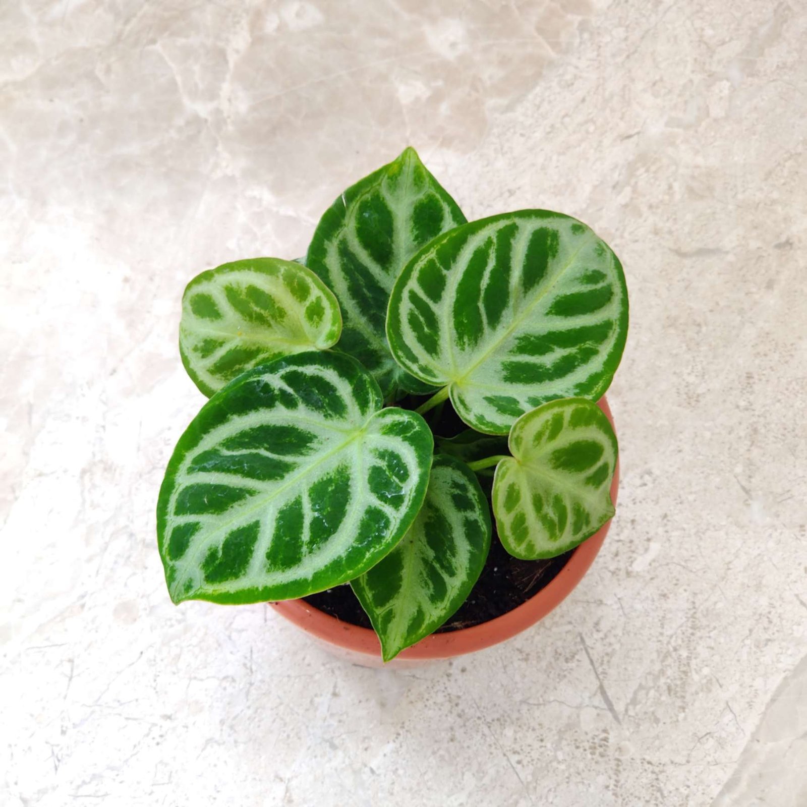 Rare tropical Anthurium Silver Blush houseplant showing heart-shaped silver-veined foliage