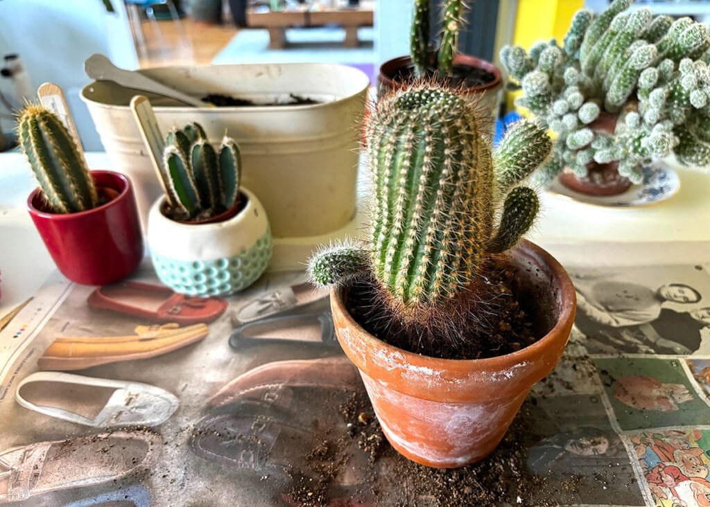 Step-by-step indoor cactus repotting - safe technique with gloves and terracotta pot