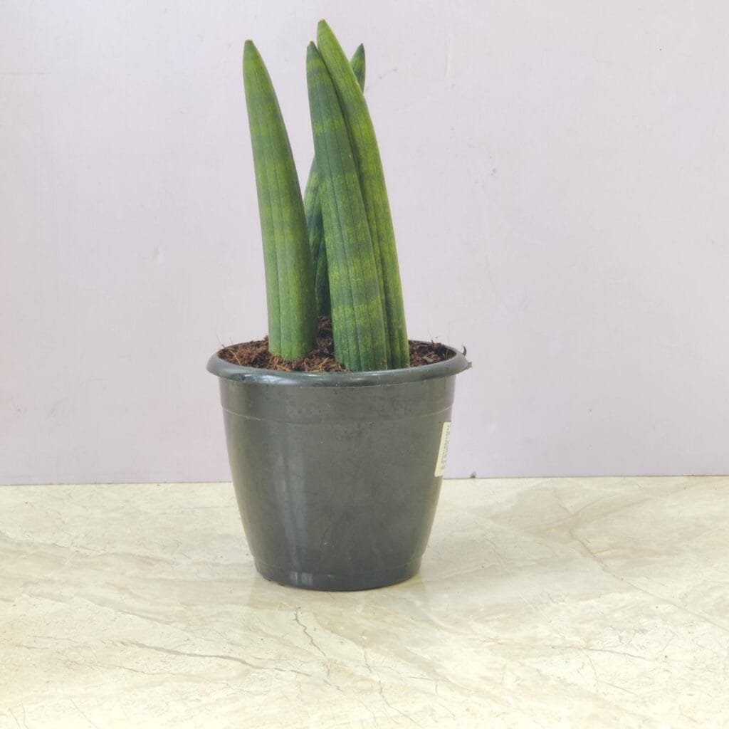 A Sansevieria Boncel plant in a black plastic pot, showing its thick, short, and upright cylindrical leaves with a mottled green pattern.
