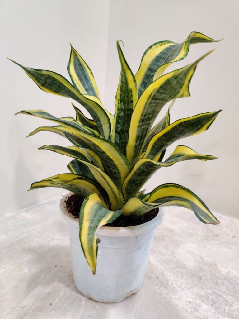  A vibrant Sansevieria 'Crooked' snake plant in a white pot, displaying a dense rosette of twisting, strap-like leaves with striking yellow and green stripes.