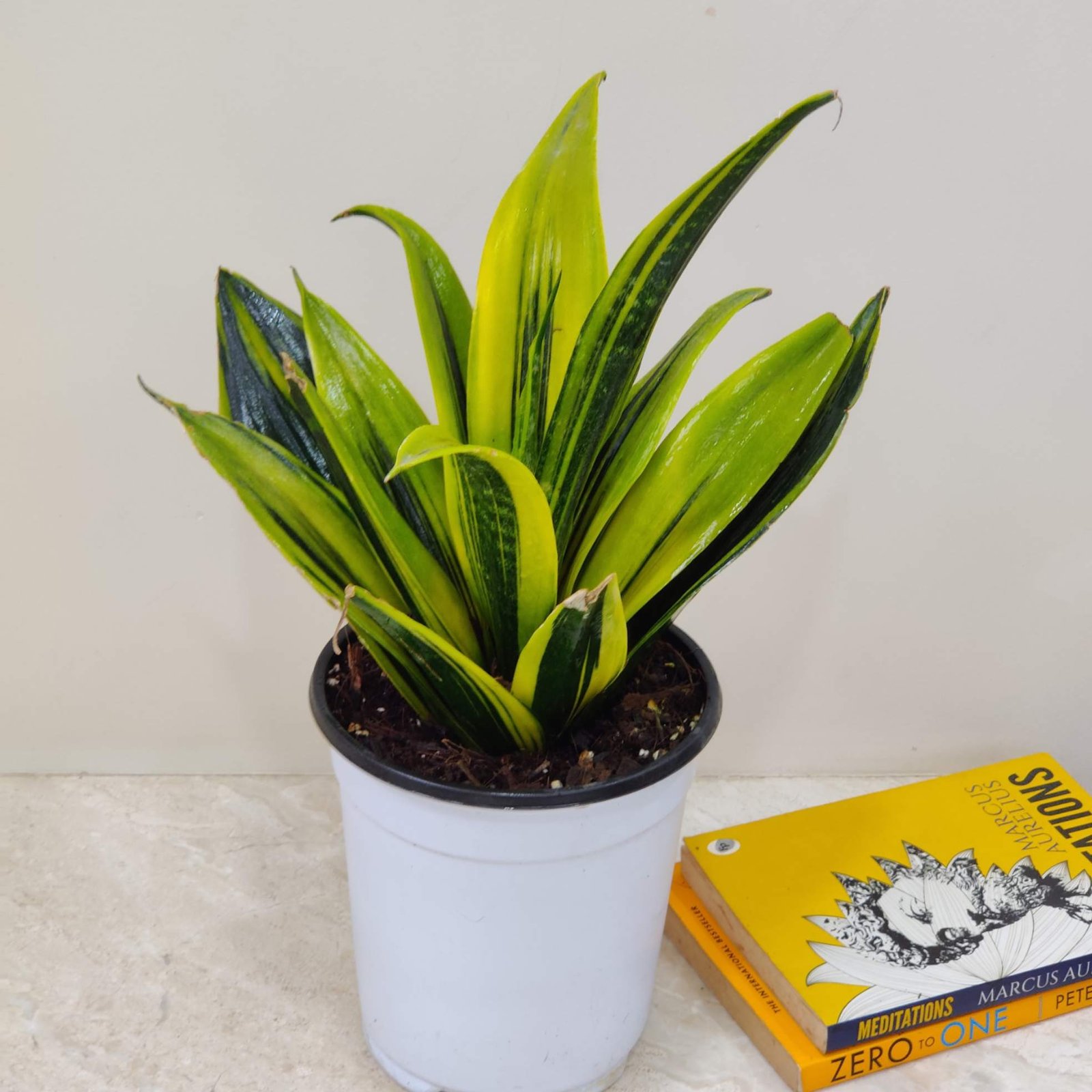 Sansevieria Golden Flame Snake Plant in white pot – air purifying indoor plant