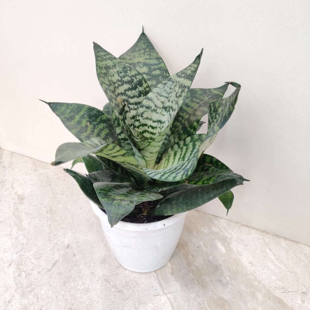 A robust Sansevieria 'Green' snake plant in a white pot, featuring a dense cluster of broad, dark green leaves with a subtle, mottled light green pattern.