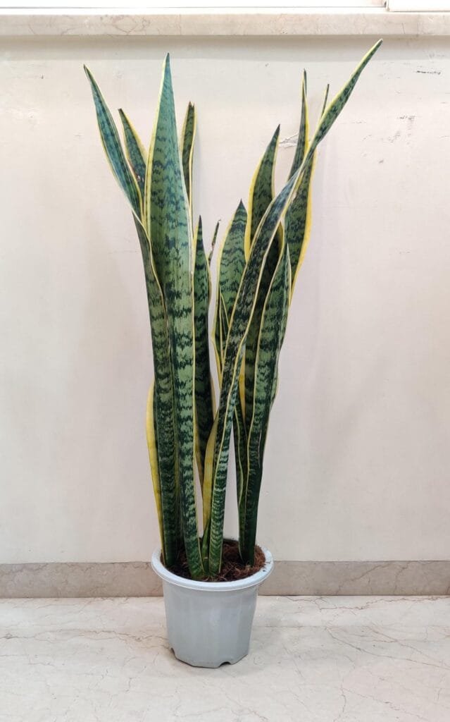  A tall, mature Sansevieria trifasciata 'Laurentii' snake plant in a large white pot, showcasing its long, upright, sword-shaped leaves with distinct dark green and silvery-green patterns, framed by striking golden-yellow margins.