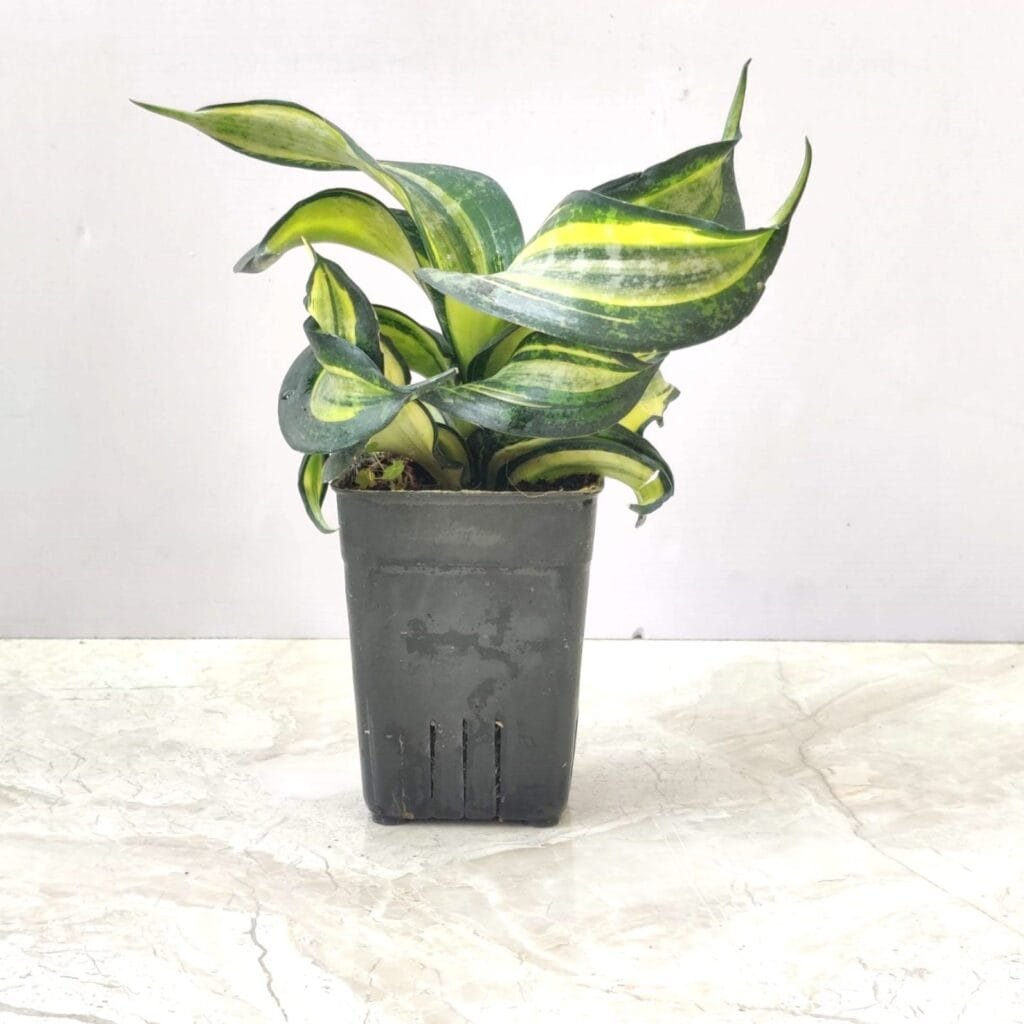 A small Sansevieria 'Swirl' snake plant in a black plastic pot, showing its thick, upright leaves that twist and curl in a spiral pattern, with striking yellow and green variegation.