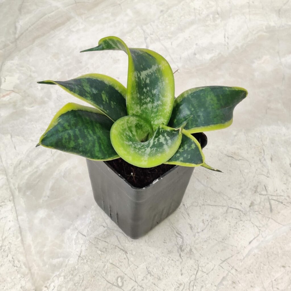 A top-down view of a Sansevieria 'Tornado' snake plant in a black plastic pot, showcasing its unique, twisted, and spiral-shaped green and yellow variegated leaves.