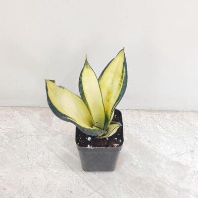 A small Sansevieria trifasciata Hahnii 'Solid Gold' snake plant in a black pot, showcasing its rosette of broad, fan-shaped leaves that are almost entirely a bright, light golden-yellow color with thin green margins.