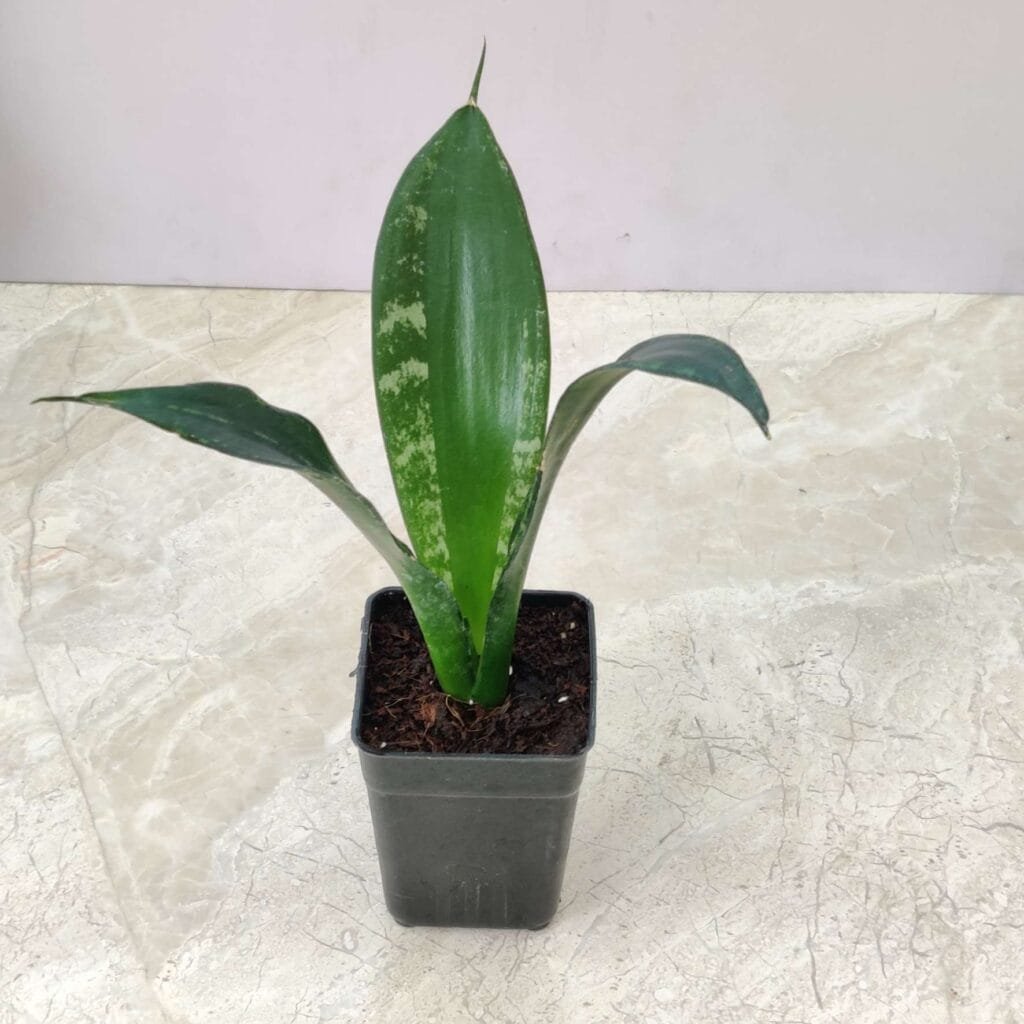 A small Sansevieria trifasciata 'Whitney' snake plant in a black pot, featuring dark green, sword-shaped leaves with distinct lighter green and silvery-white variegation along the edges.