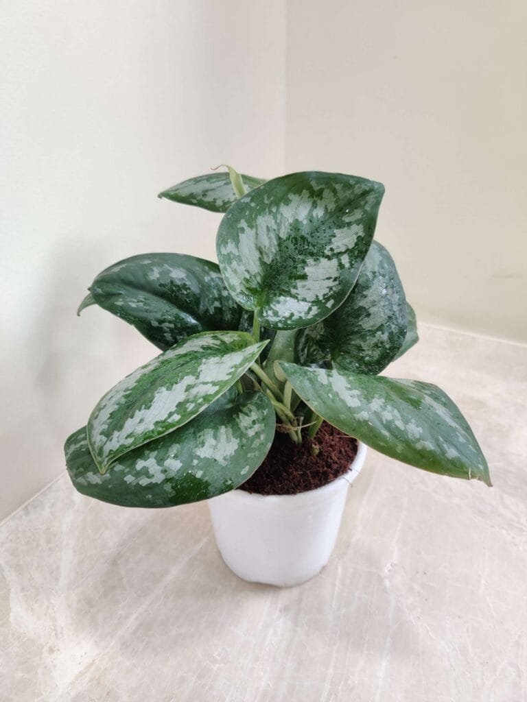 Indoor Satin Pothos (Scindapsus pictus) in a white pot with glossy silver-patterned leaves