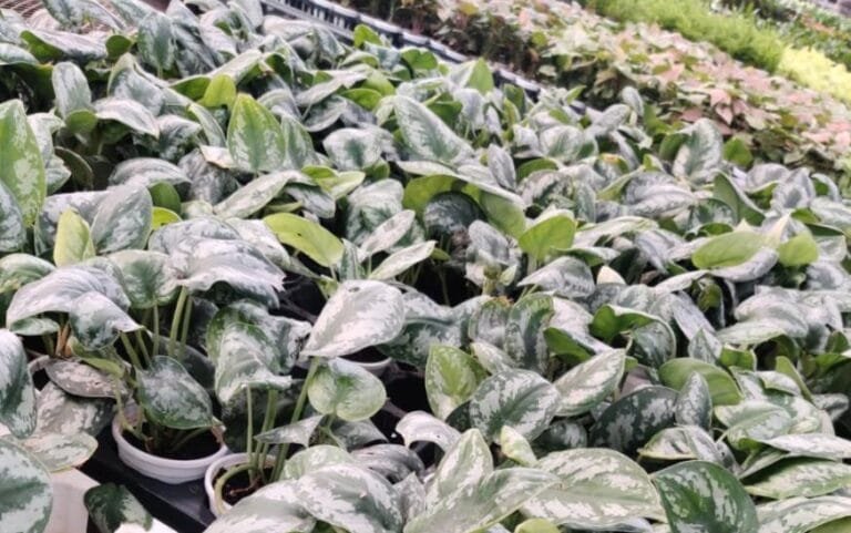 Satin pothos care - grow & propagate scindapsus pictus