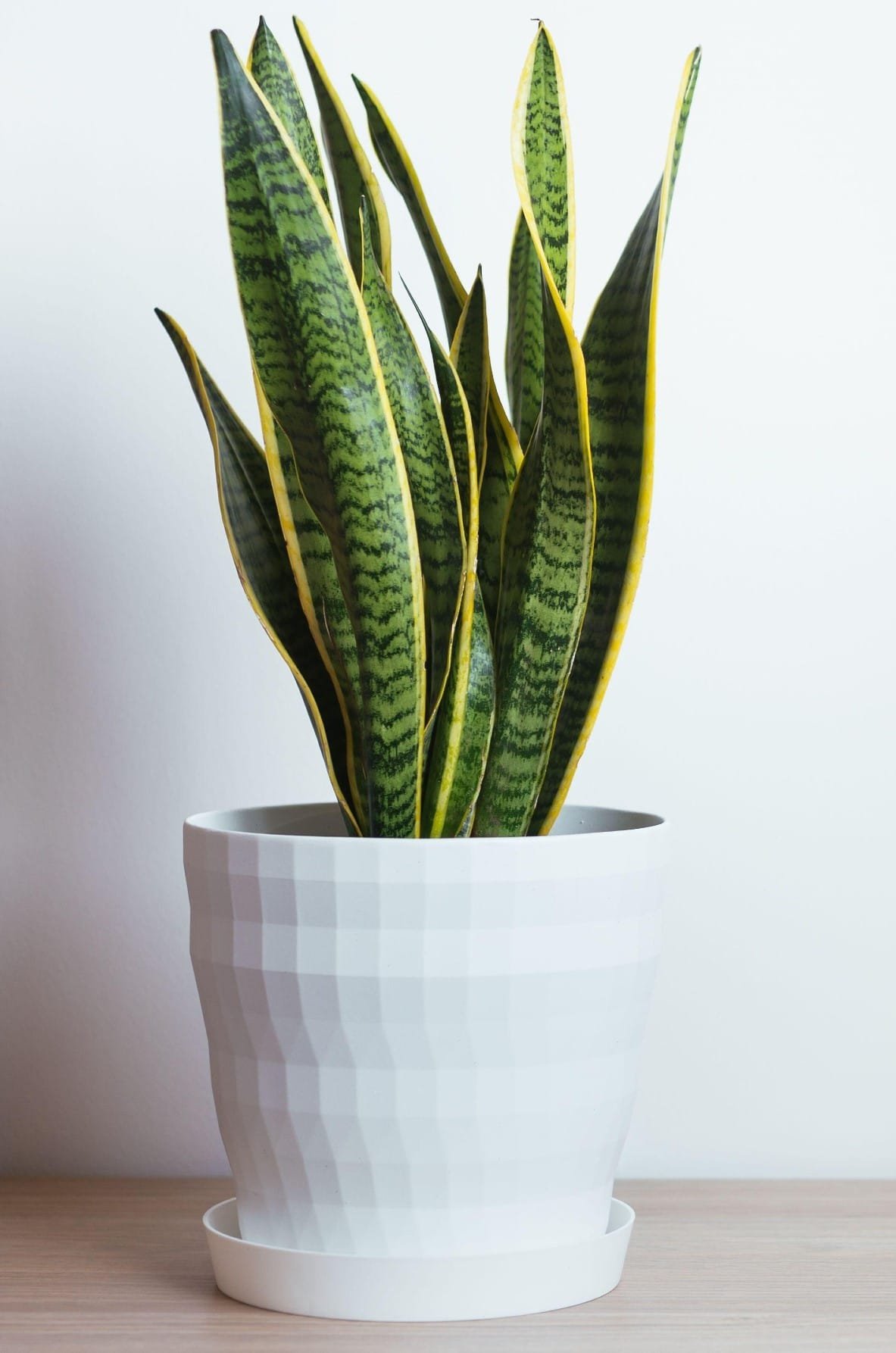 Snake plant in a minimalist white pot placed indoors for Feng Shui and positive energy benefits