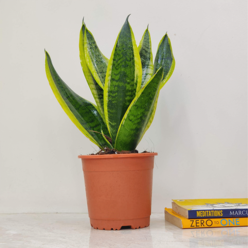 A vibrant green and yellow snake plant, or Sansevieria trifasciata, in a brown pot, placed indoors next to a stack of books.