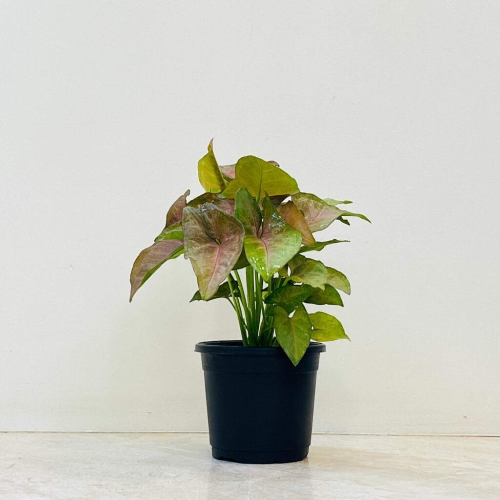 Syngonium Red Heart plant in black pot with pink-tinted leaves for indoor decoration