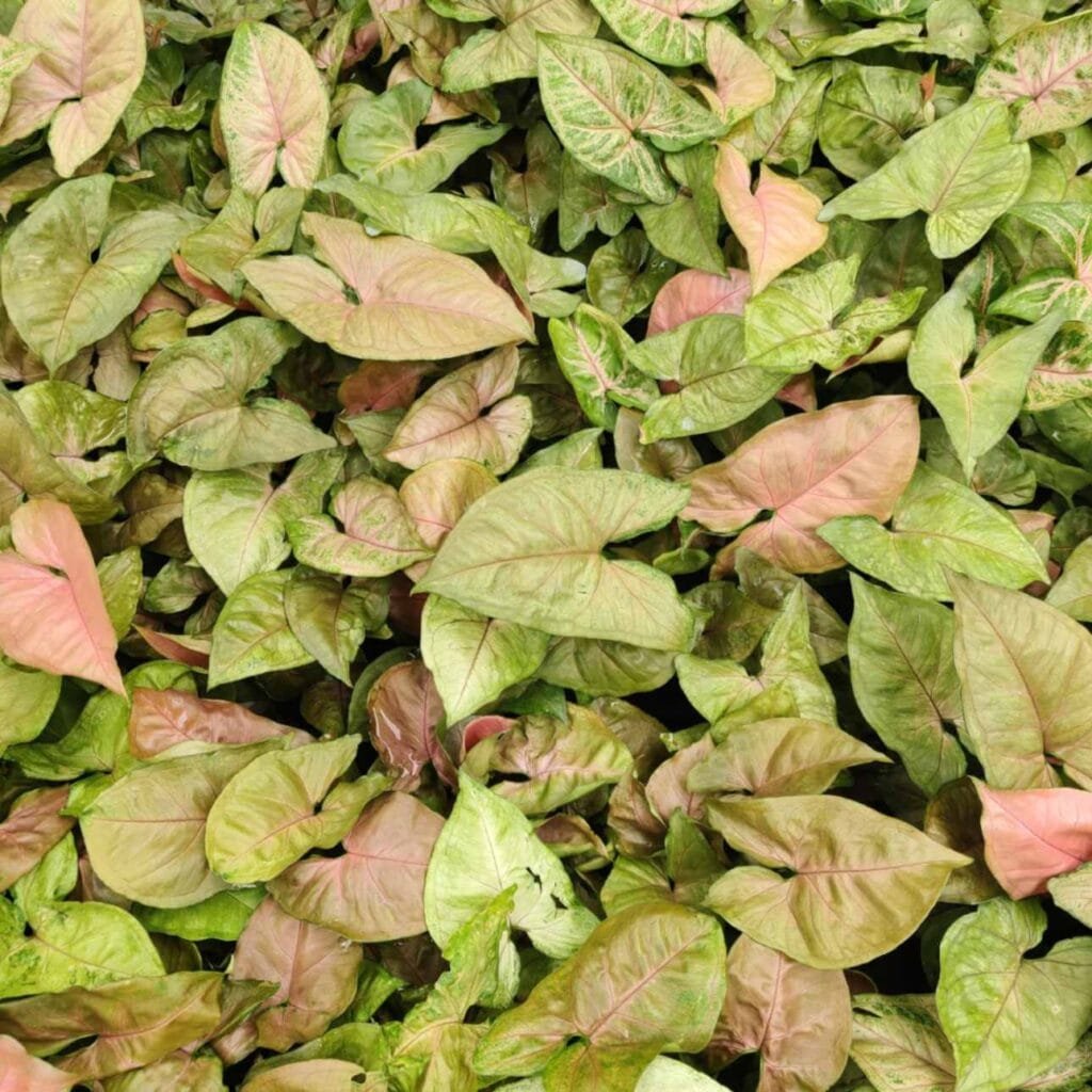 Syngonium Red Heart plant with vibrant pink and green foliage.