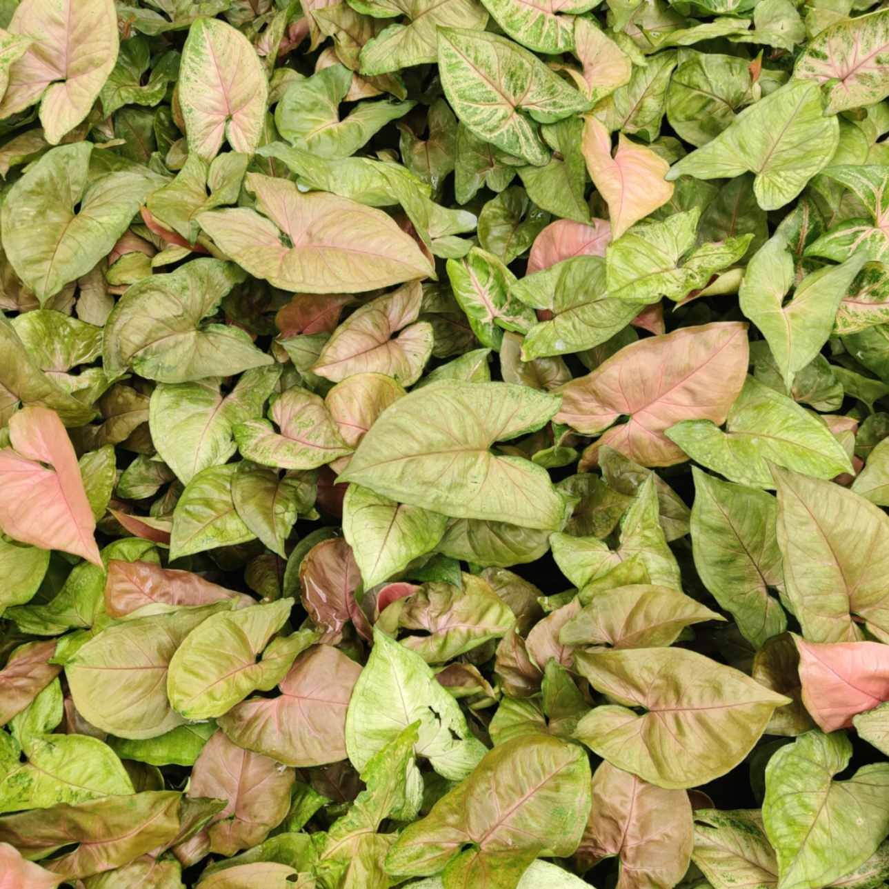 Syngonium Red Heart plant with vibrant pink and green foliage.