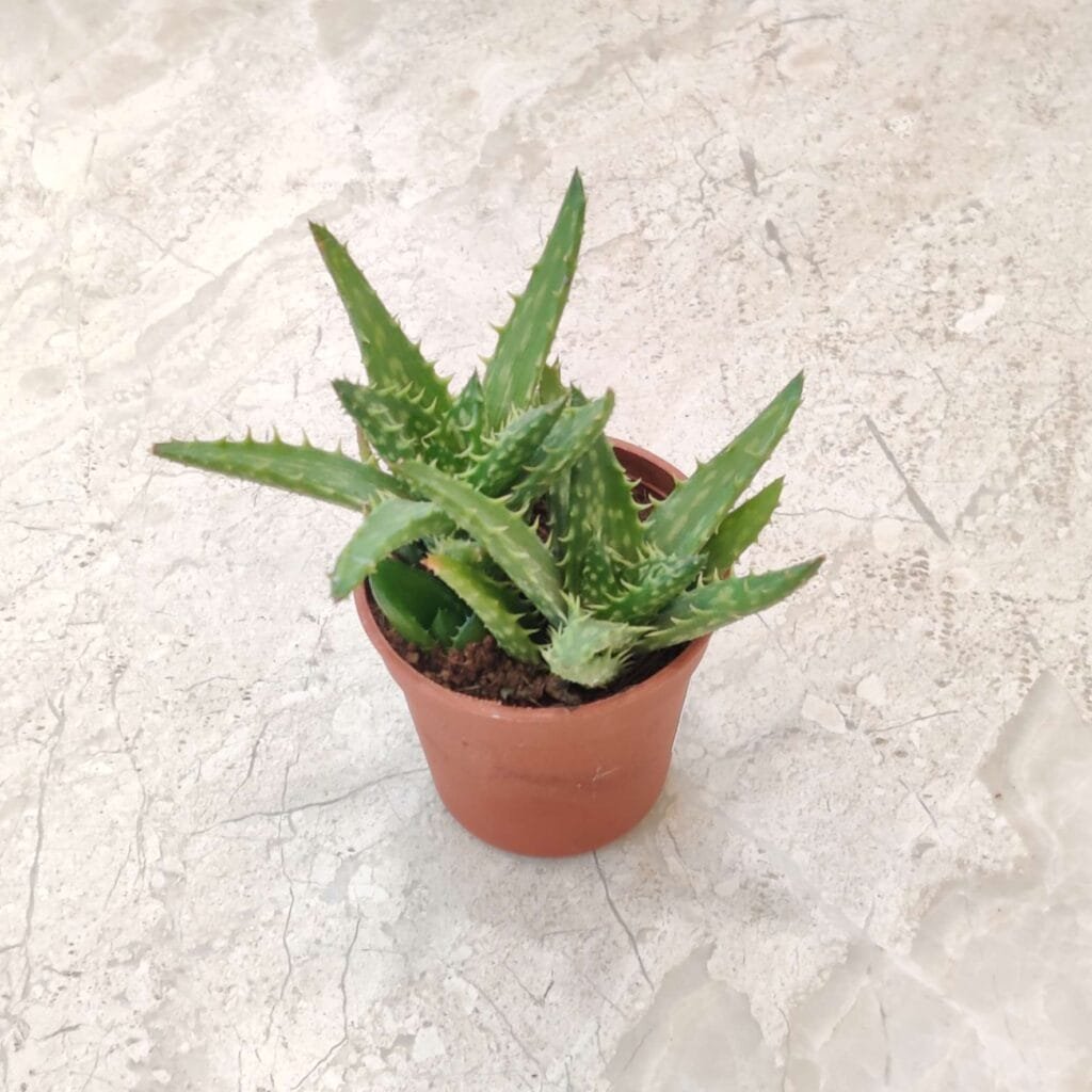 Healthy Tiger Tooth Aloe Juvenna succulent with spiky green leaves in a small pot