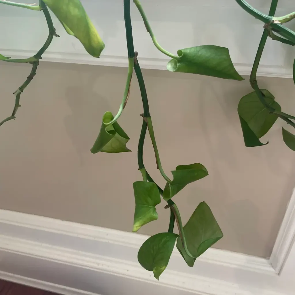 A photograph of a pothos houseplant with drooping and curled leaves, indicating that the plant is underwatered.