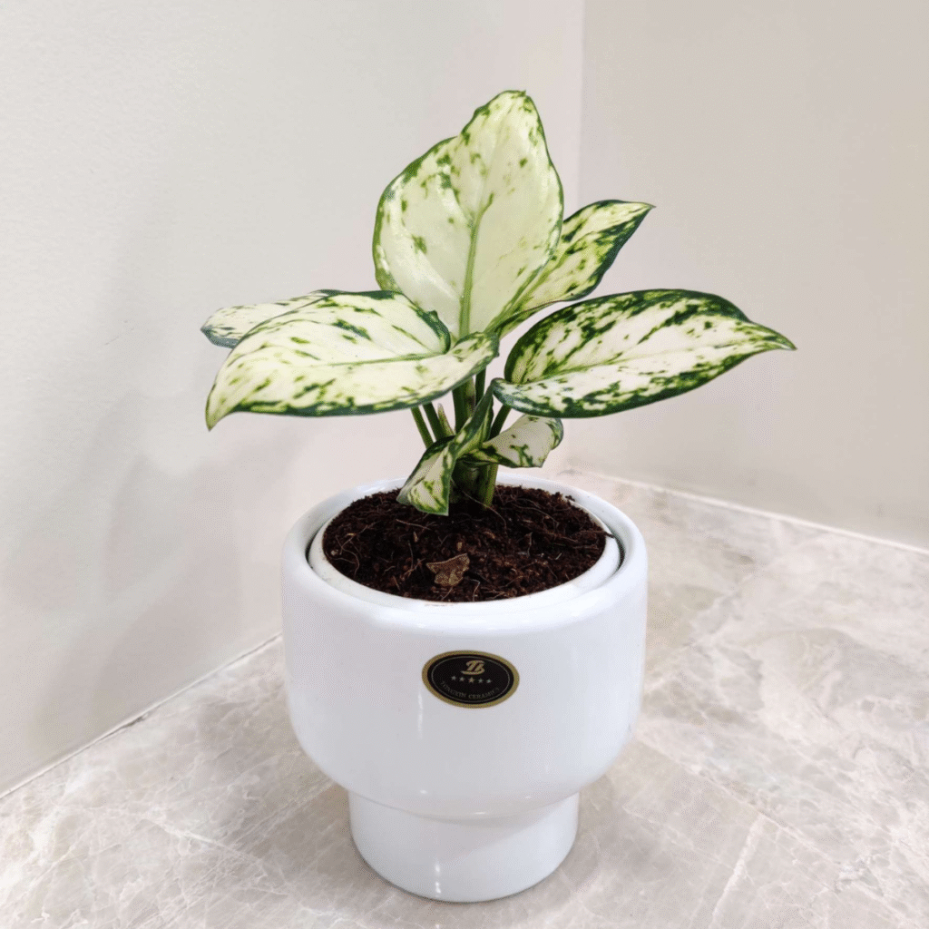 Variegated indoor desk plant in a white ceramic pot, ideal for corporate gifting and modern office décor.