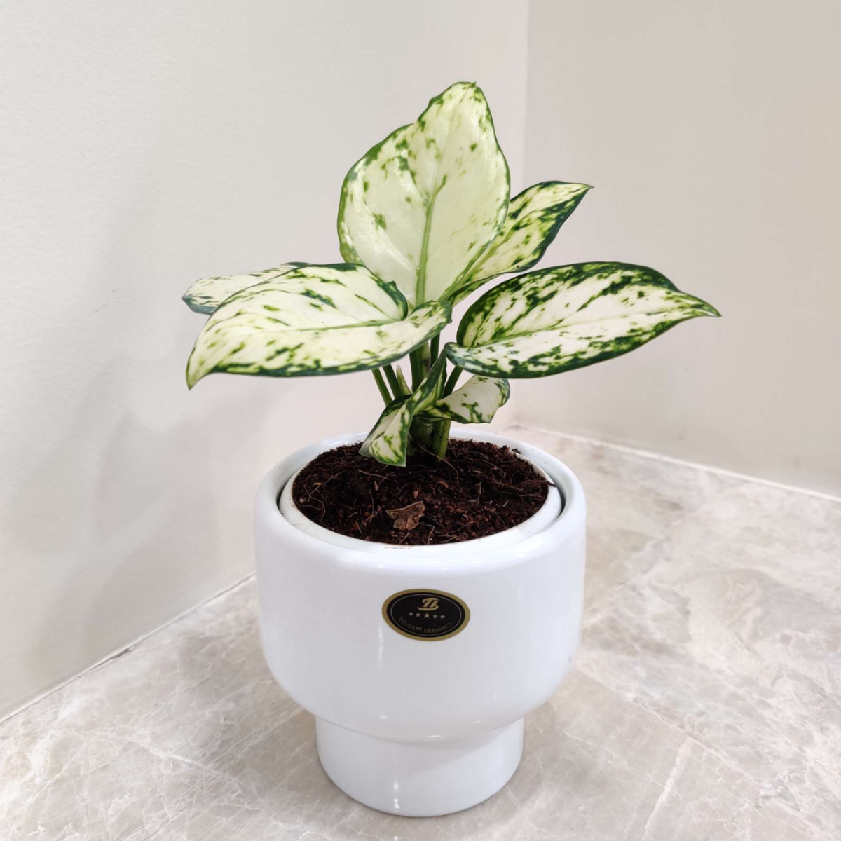 Variegated indoor desk plant in a white ceramic pot, ideal for corporate gifting and modern office décor.