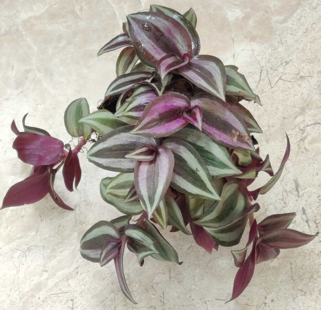 Tradescantia zebrina indoor plant with trailing purple and silver leaves in a terracotta pot