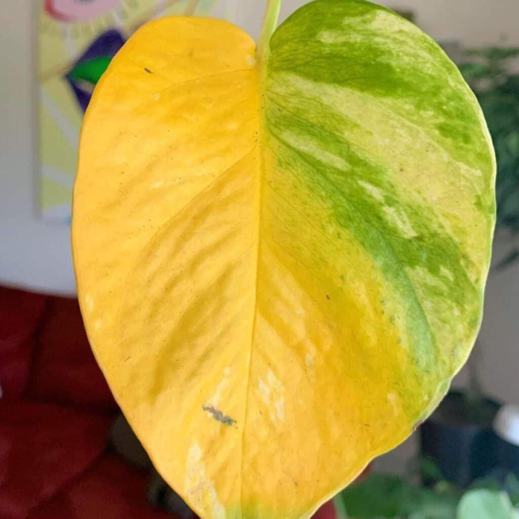Close-up of a yellowing Pothos (Money Plant) leaf showing signs of overwatering and nutrient deficiency.