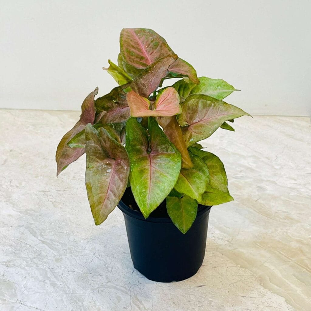Close-up view of Syngonium Red Heart plant with pink and green arrowhead-shaped leaves