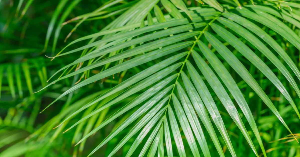 A close-up shot of vibrant green plant areca palm fronds, showcasing their delicate texture and natural beauty.