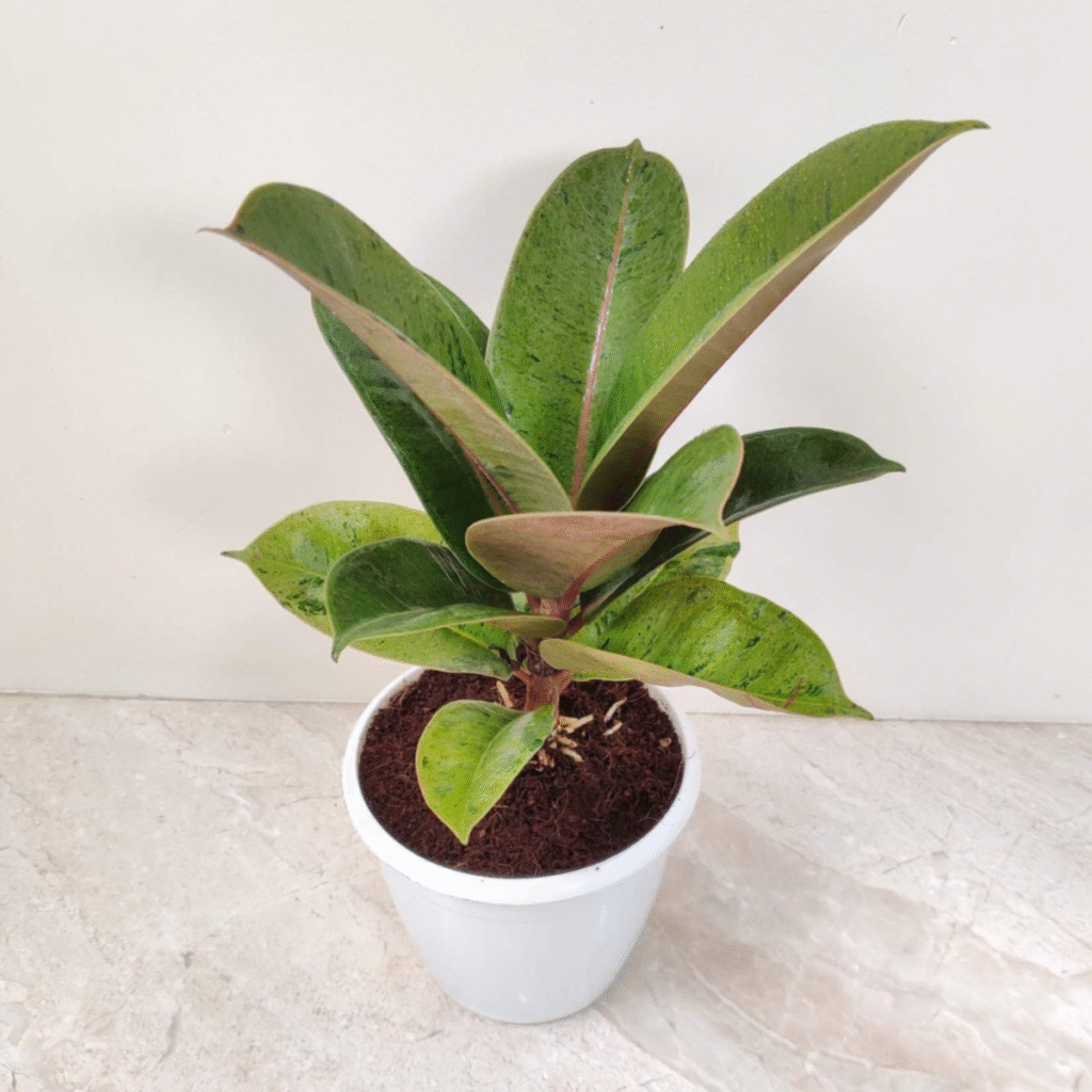 Small potted Ficus Elastica Burgundy rubber plant with dark green and reddish-tinged leaves, suitable for indoor spaces.