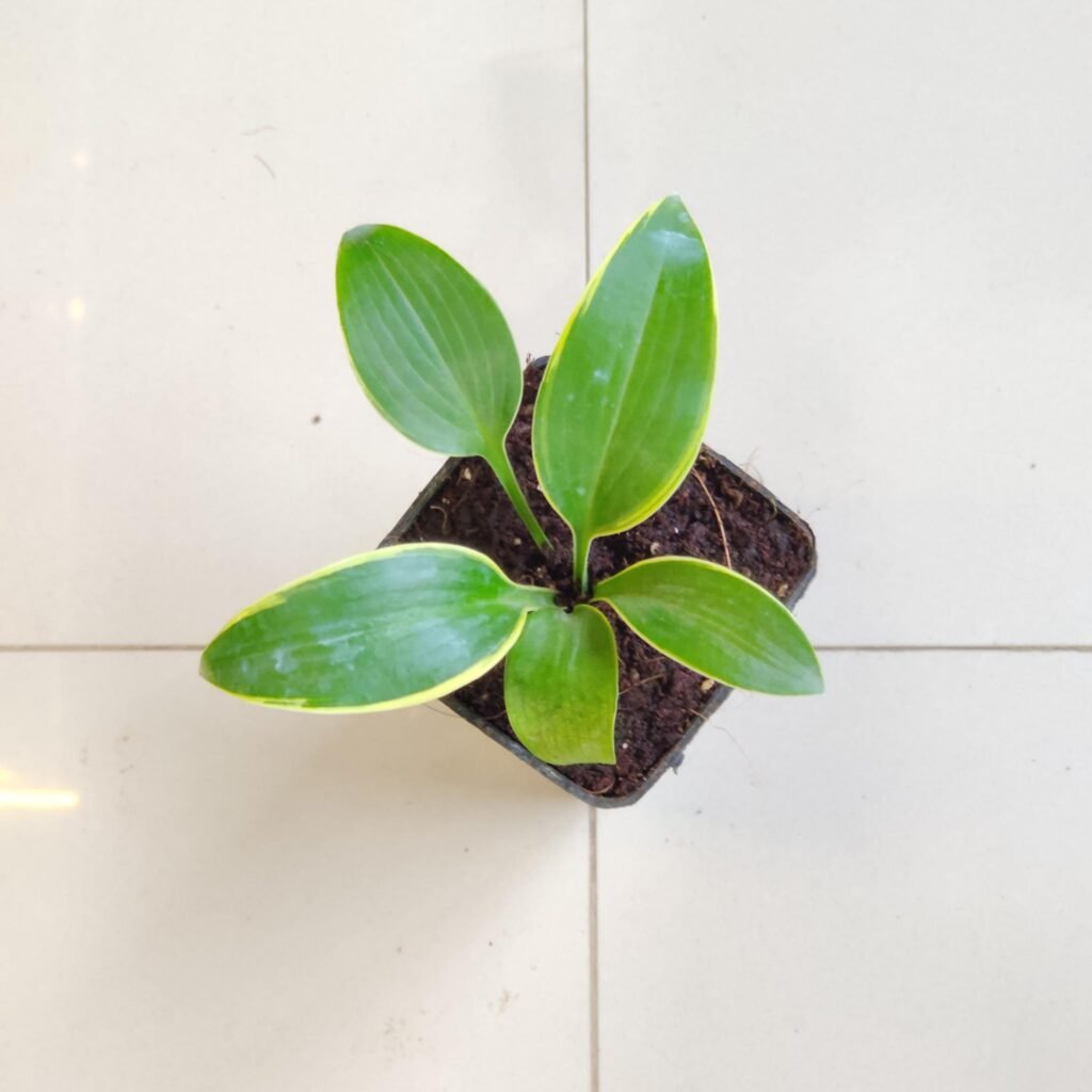 A small Hosta plant featuring solid green leaves with delicate yellow edges, growing in a black nursery pot on a light-colored tile floor.
