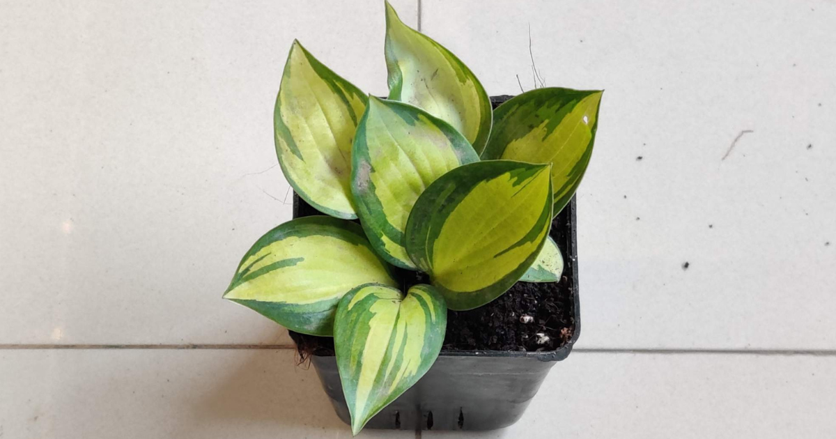 A small Hosta plant with vibrant green and bright yellow variegated leaves, potted in black, displayed on a light tile surface.