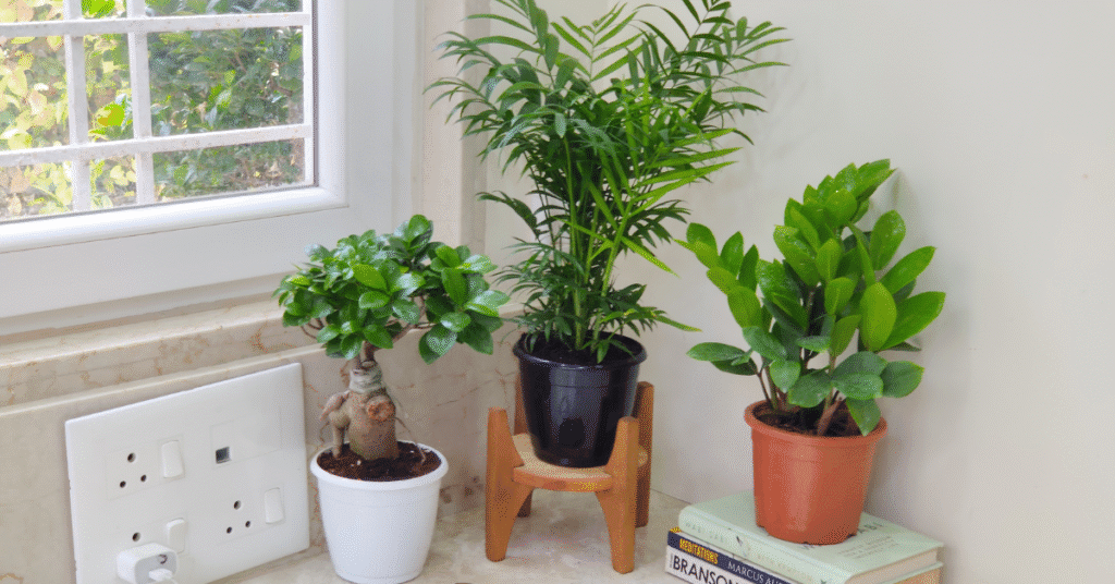 Indoor plant arrangement near window including bonsai, palm, and ZZ plant for home décor.