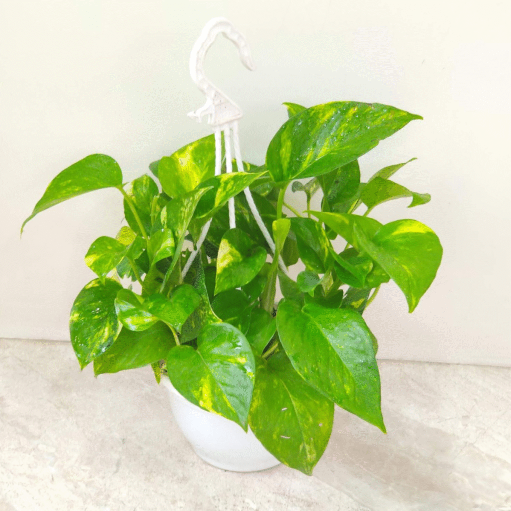 Beautiful money plant in a white hanging pot showcasing money plant advantages for home décor, prosperity, and air purification