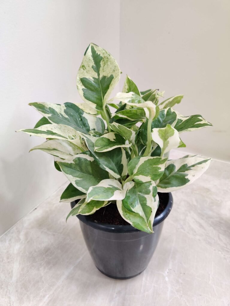 Variegated money plant in a black pot highlighting money plant advantages for indoor décor, prosperity, and air purification