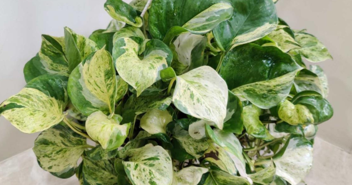 Variegated money plant showing money plant advantages for prosperity, home décor, and air purification indoors