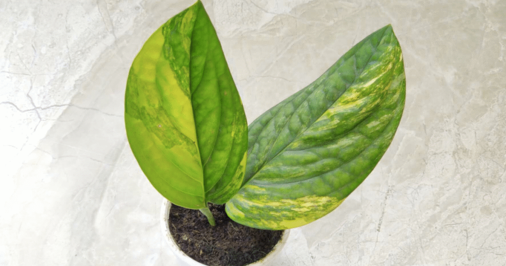 Rare Monstera Peru Variegated showing textured quilted leaves with striking variegation.