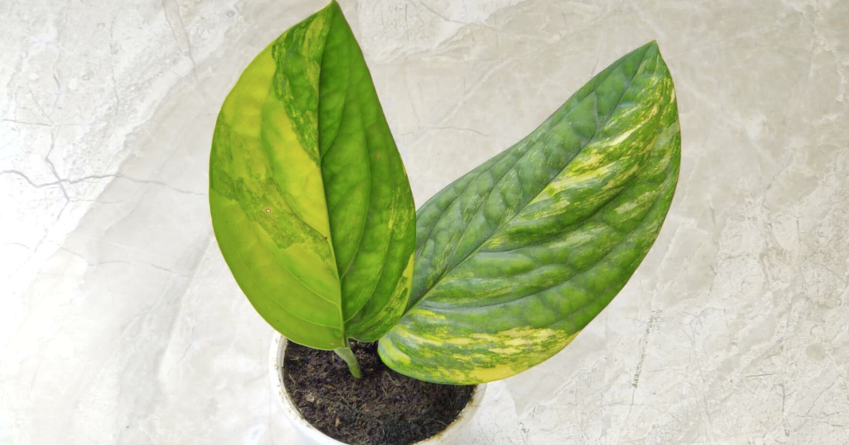 Rare Monstera Peru Variegated showing textured quilted leaves with striking variegation.