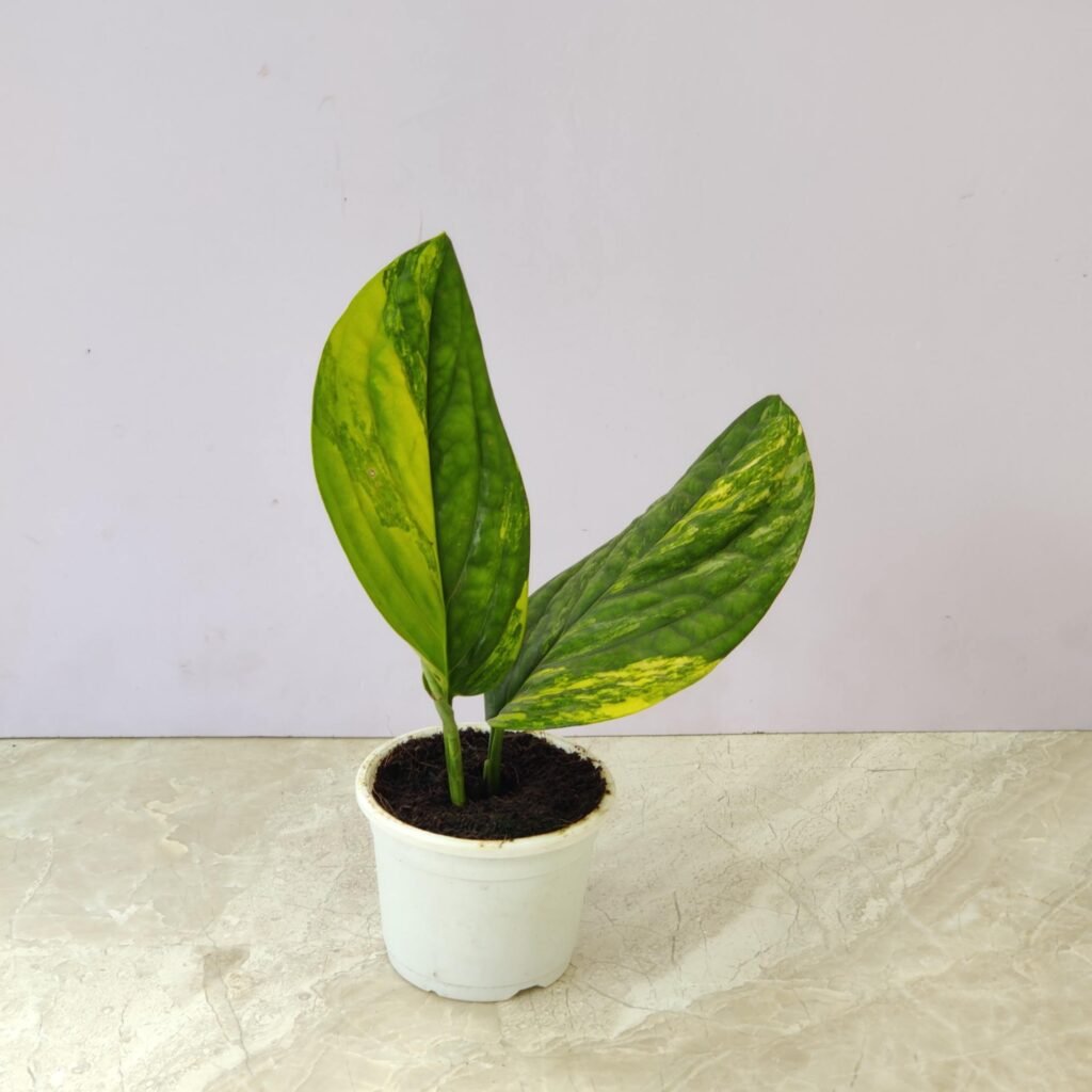 Variegated Monstera Peru in white pot with green and yellow marbled leaves.