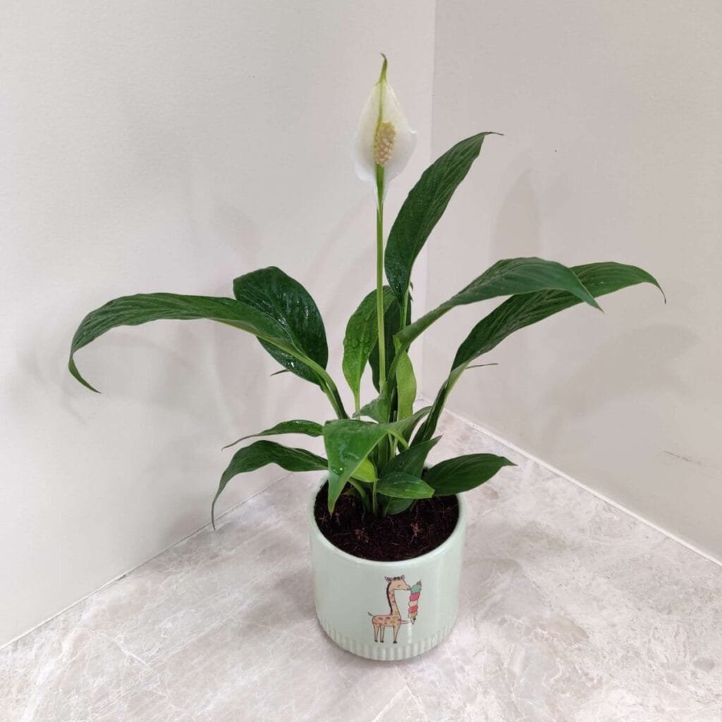 Peace lily indoor plant in a decorative pot with white bloom and glossy green leaves, ideal for home air purification and decor