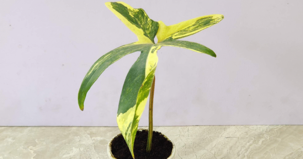 Philodendron Florida Beauty variegated indoor plant in white pot on marble surface