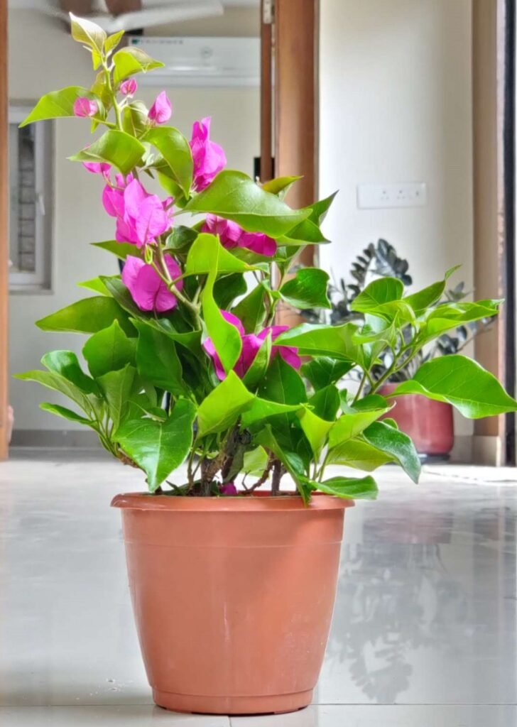 Plant Bougainvillea with purple-pink bracts and lush green leaves