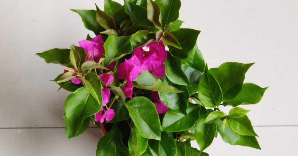 Plant Bougainvillea thriving in a small garden pot with vivid pink flowers