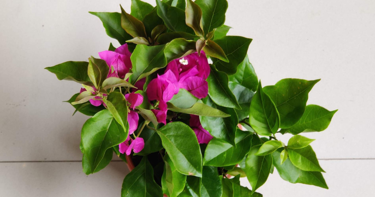 Plant Bougainvillea thriving in a small garden pot with vivid pink flowers
